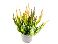 Q-Flower Vřes obecný (Calluna vulgaris) 