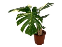 Monstera skvostná (M. deliciosa) Monstera skvostná (M. deliciosa)