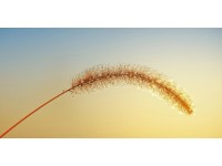 Bondecor Obraz, tištěné plátno Sun 50 x 100 cm