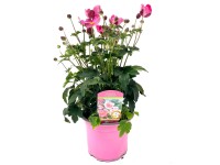 Q-Flower Sasanka (Anemone) 