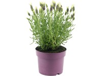 GROW by OBI Levandule smilovitá (Lavandula stoechas) 