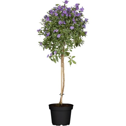 Hořcový stromek (Solanum rantonetii), pr. kv. cca 23 cm