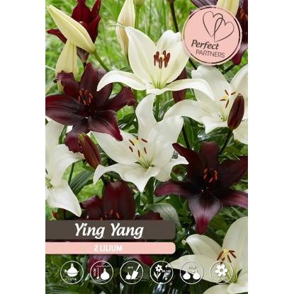 Lilie Ying Yang, bílá