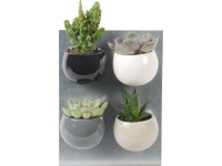 Mini sukulenty v kulatém magnetickém květináči průměr květináče cca 6 cm Mini sukulenty v kulatém magnetickém květináči průměr květináče cca 6 cm