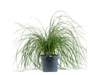 GROW by OBI Kostřava atlasská (Festuca mairei) výška 20-30 cm, pr. 9 cm GROW by OBI Kostřava atlasská (Festuca mairei) výška 20-30 cm, pr. 9 cm
