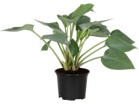 OBI Bohyška zelená průměr květináče cca 13 cm Hosta