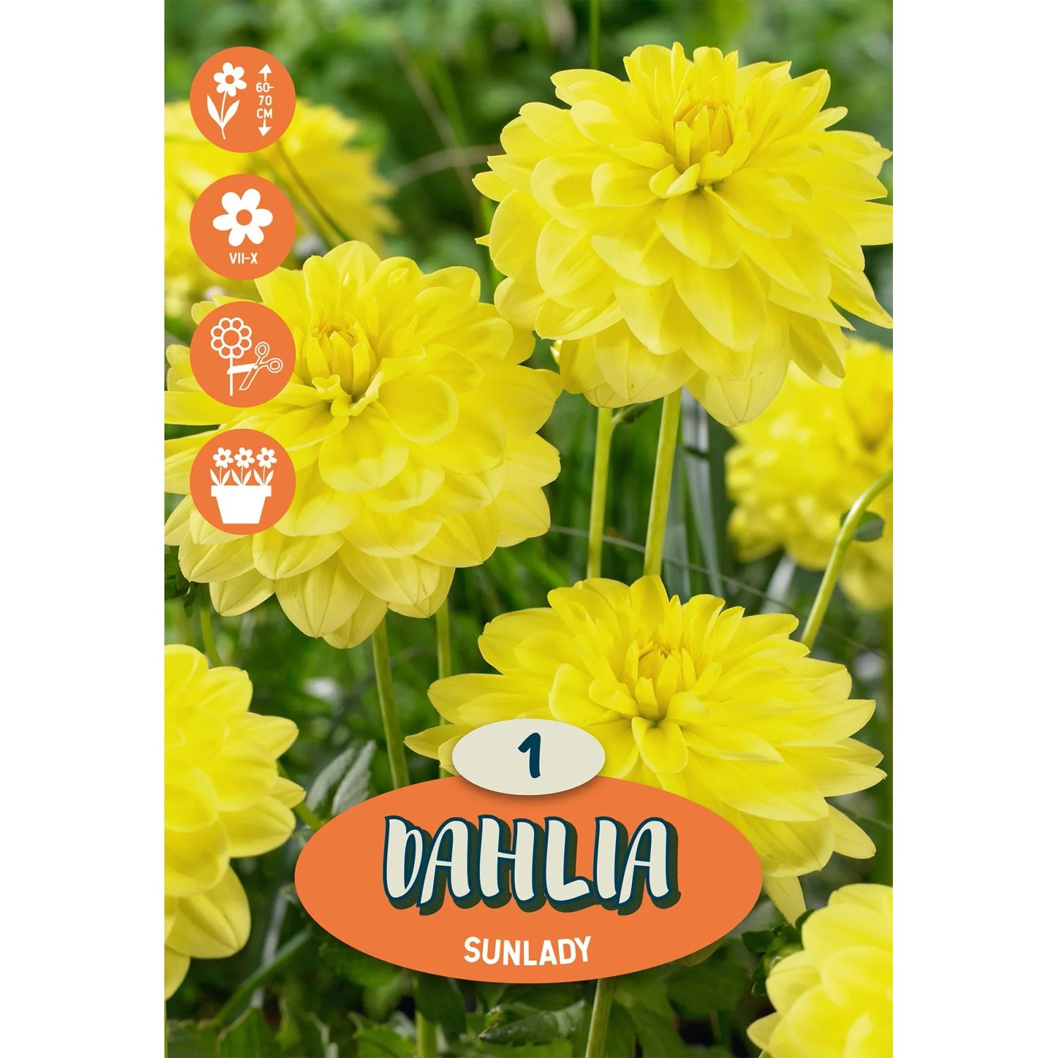 Royal De Ree Holland Květinové cibulky Jiřina "Sunlady"