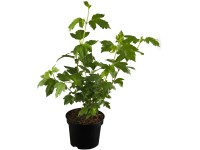 OBI Kalina obecná OBI Kalina obecná