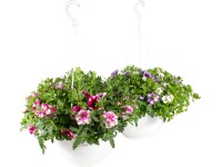 Grow by OBI Confetti Garden Mix v závěsném květináči, pr. cca 25 cm Grow by OBI Confetti Garden Mix v závěsném květináči, pr. cca 25 cm