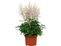 OBI Čechrava Arendsova 