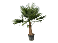 GROW by OBI Trachykarpus žíněný (Trachycarpus fortunei), výška cca 180-200 cm
