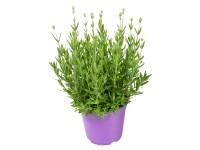 GROW by OBI Levandule lékařská (Lavandula angustifolia) bílá květináč pr. 13 cm GROW by OBI Levandule lékařská (Lavandula angustifolia) bílá květináč pr. 13 cm