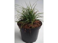 GROW by OBI Bika sněžná (Luzula Nivea), pr. květináče 23 cm GROW by OBI Bika sněžná (Luzula Nivea), pr. květináče 23 cm