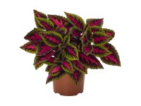 GROW by OBI Africká kopřiva (Coleus) 