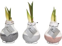 Amarylis ve voskovém kabátku průměr květináče cca 10 cm