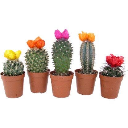 Kaktus se suchými květy různé druhy průměr květináče cca 5,5 cm Cactaceae