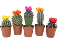Kaktus se suchými květy různé druhy průměr květináče cca 5,5 cm Cactaceae
