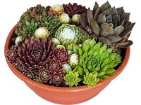 Aranžmá netřesku (Sempervivum) v květináči, pr. cca 23 cm Aranžmá netřesku (Sempervivum) v květináči, pr. cca 23 cm