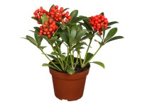 Landgard Skimie japonská (Skimmia japonica) 