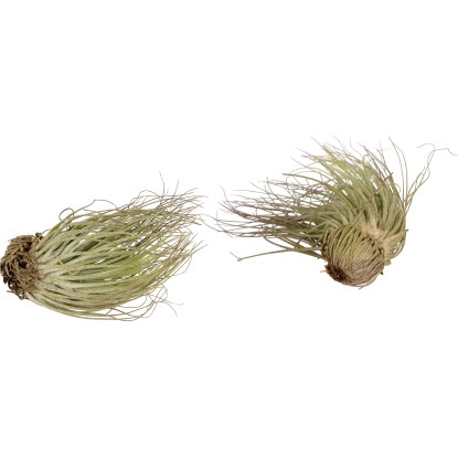 Tillandsie Magnusiana