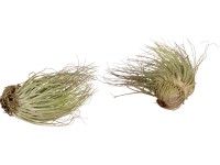 Tillandsie Magnusiana