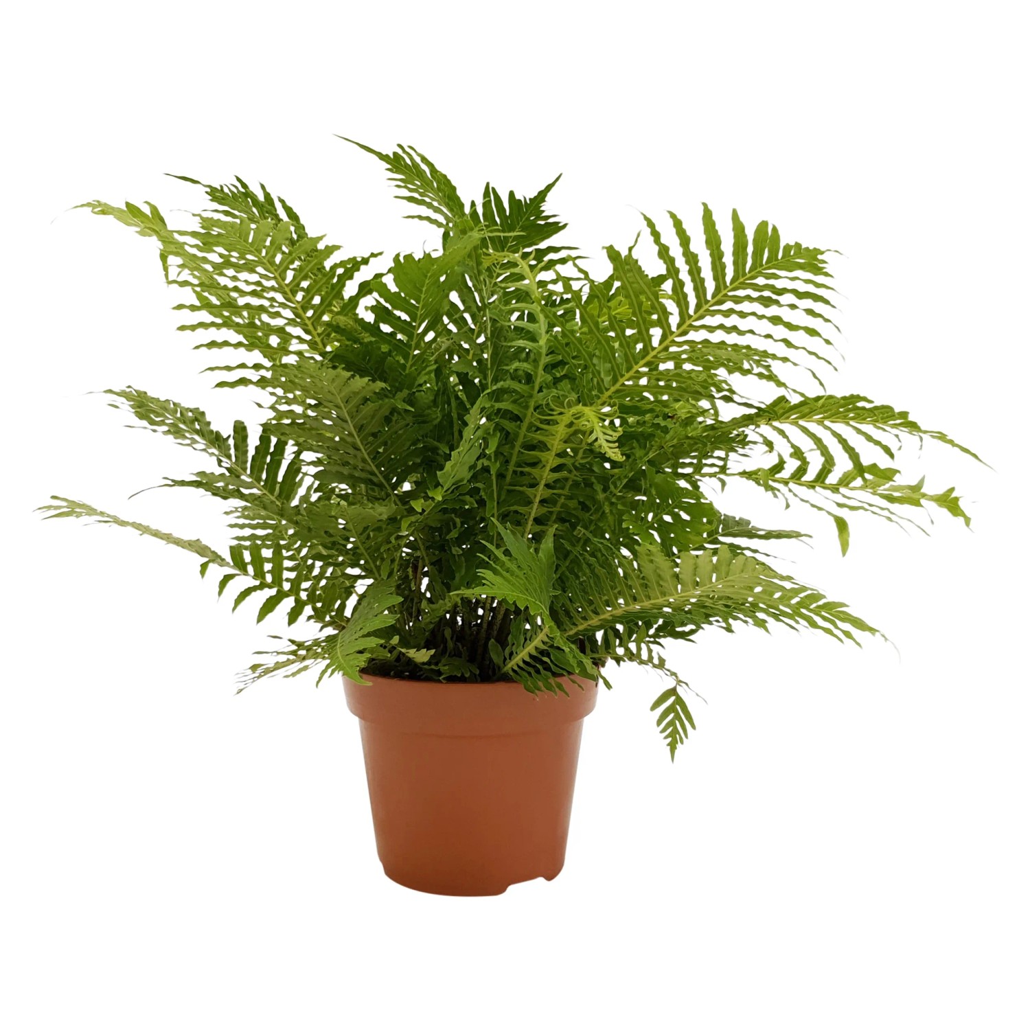 kaprad-r-zn-druhy-45-55-cm-pr-17-cm