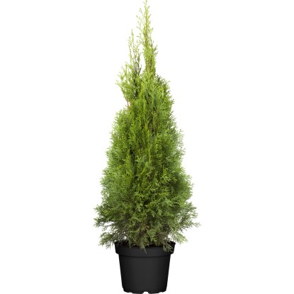 OBI Zerav západní "Smaragd" výška cca 80 - 100 cm květináč cca 7,5 l