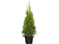 OBI Zerav západní OBI Zerav západní