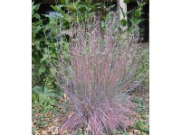 Grow by OBI Vousatice metlatá Blue Heaven pozdě., pr.kv. 19 cm Grow by OBI Vousatice metlatá Blue Heaven pozdě., pr.kv. 19 cm