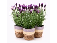 Levandule smilovitá (Lavandula stoechas) Levandule smilovitá (Lavandula stoechas)