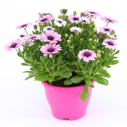 Royal Lemkes Paprskovka (Osteospermum) různé barvy výška 30-45 cm, pr. cca 19 cm