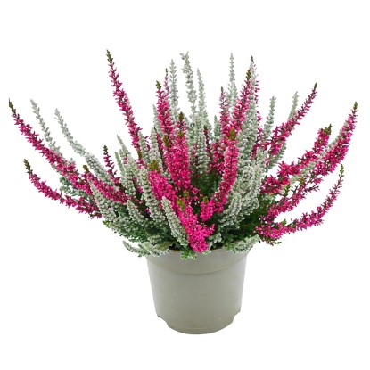 Landgard Vřes obecný (Calluna vulgaris) "Fluffy Twin" cca výška 10-20cm pr. 11cm