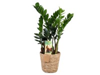 Zelené rostliny v květináči z mořské trávy různé druhy 50-70 cm, pr. 17 cm