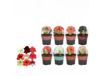 Hvězdník (Hippeastrum hybride) v obalu na květináč, různé druhy, pr. 13 cm Hvězdník (Hippeastrum hybride) v obalu na květináč, různé druhy, pr. 13 cm