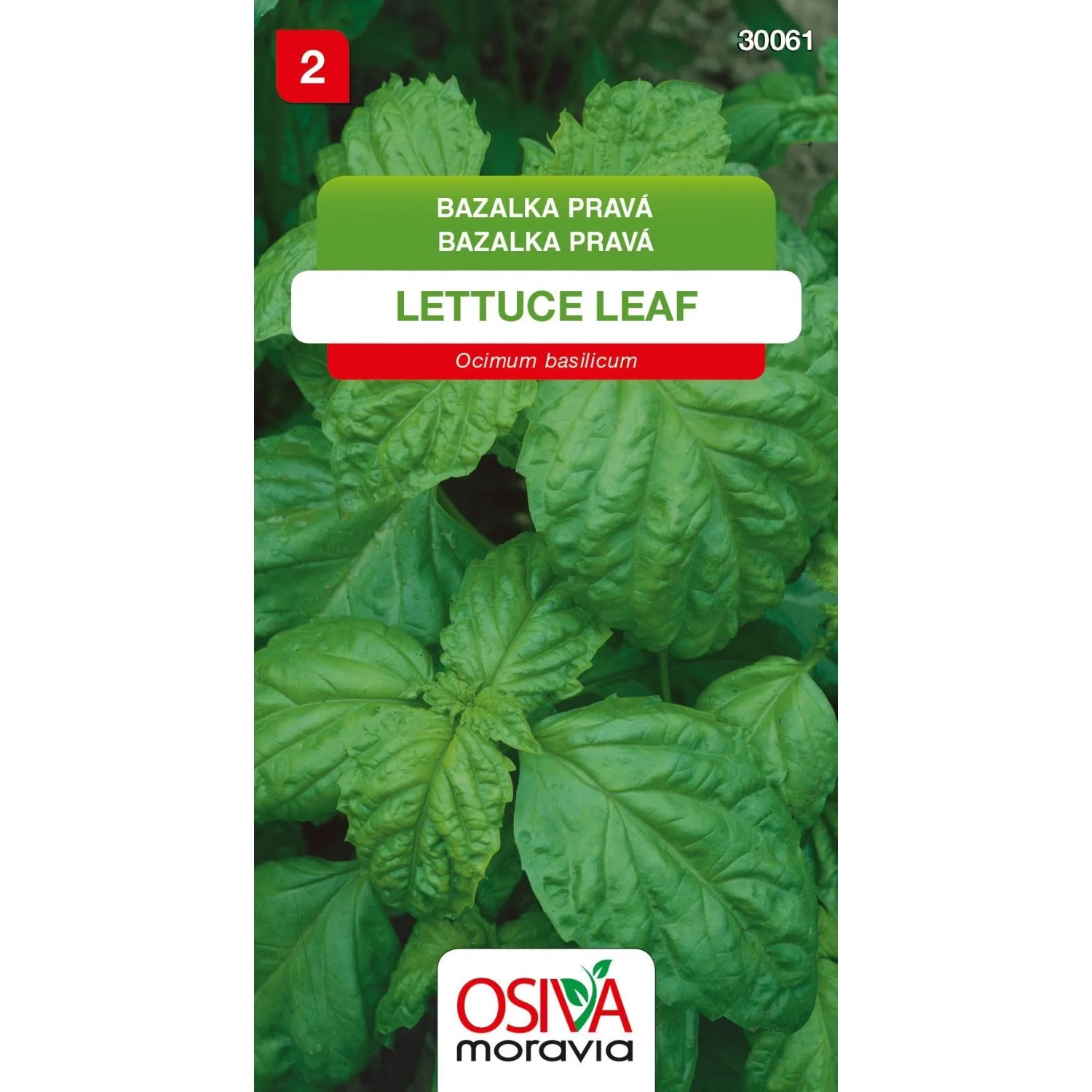 Bazalka Pravá - Lettuce Leaf (Ocimum basilicum)
