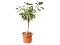 Landgard Fíkovník smokvoň (Ficus carica) výška 125-150 cm, pr. 24 cm