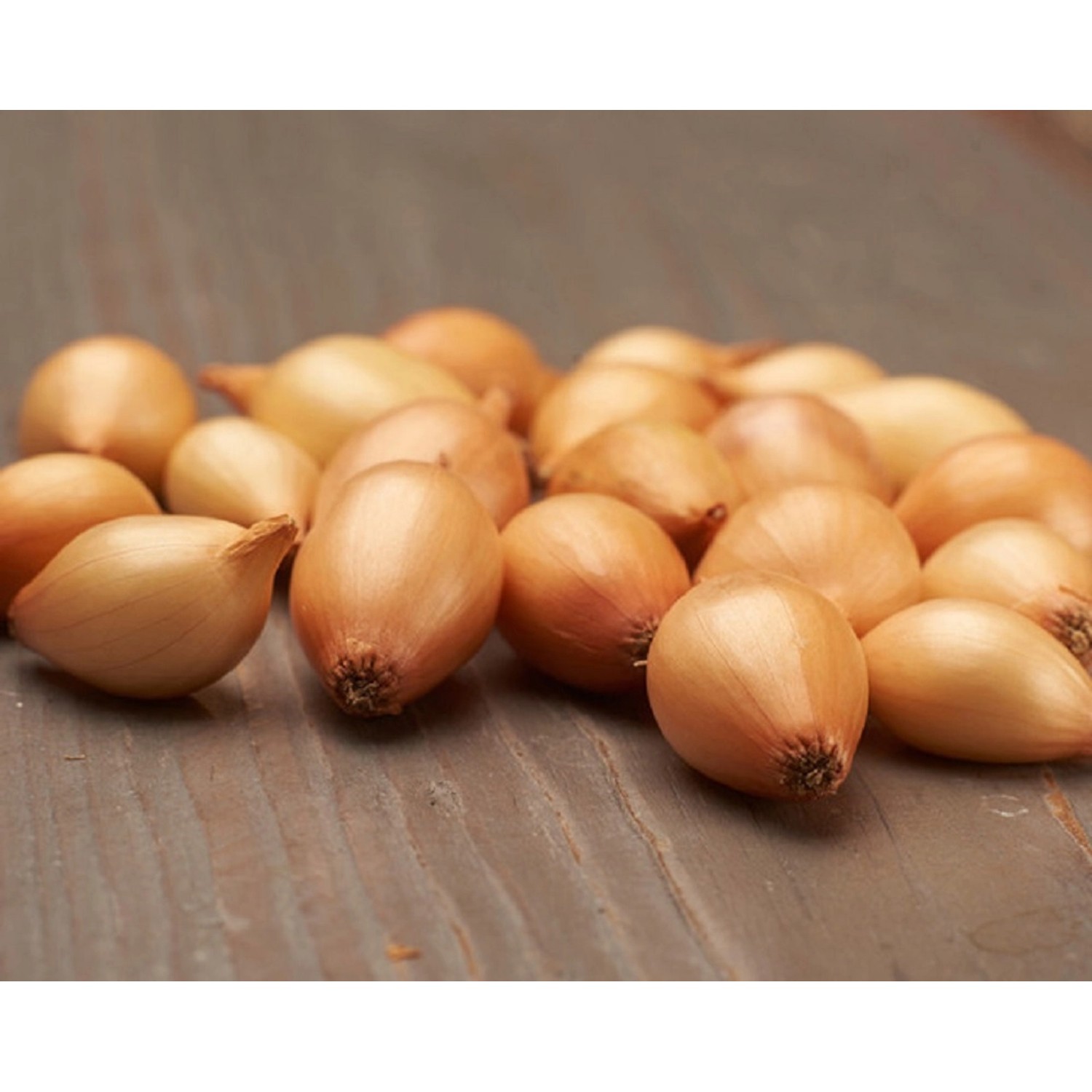 GardenSeed Premium BIO Cibule sazečka Sturon, 300 g