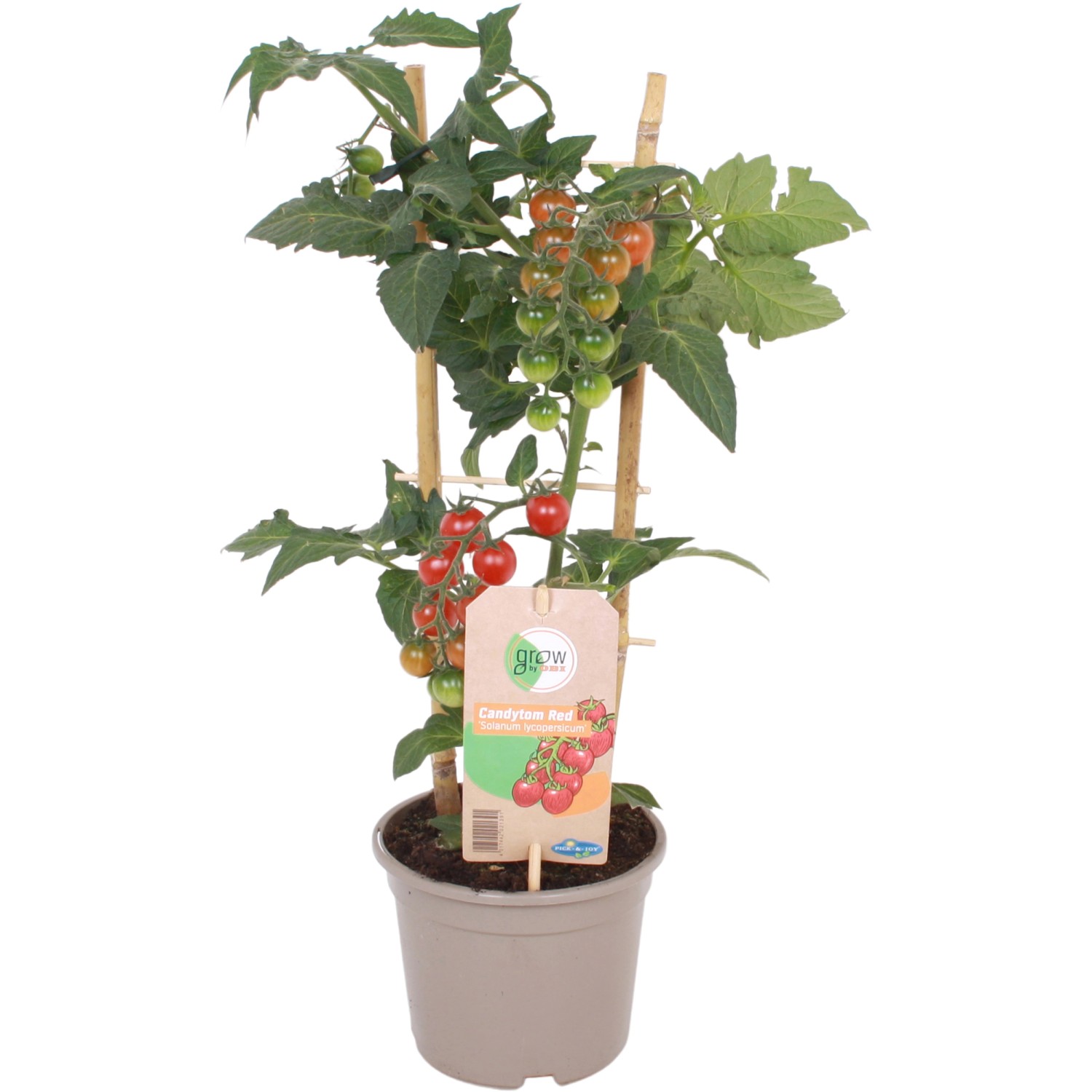 rajce.14 @ GROW by OBI Lilek rajče (Solanum lycop.) Pick&Joy žluté 45-55cm, pr. 14 cm  koupit v OBI
