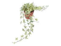 GROW by OBI Břečťan popínavý žlutý pestrý průměr květináče cca 13 cm GROW by OBI Břečťan popínavý žlutý pestrý průměr květináče cca 13 cm