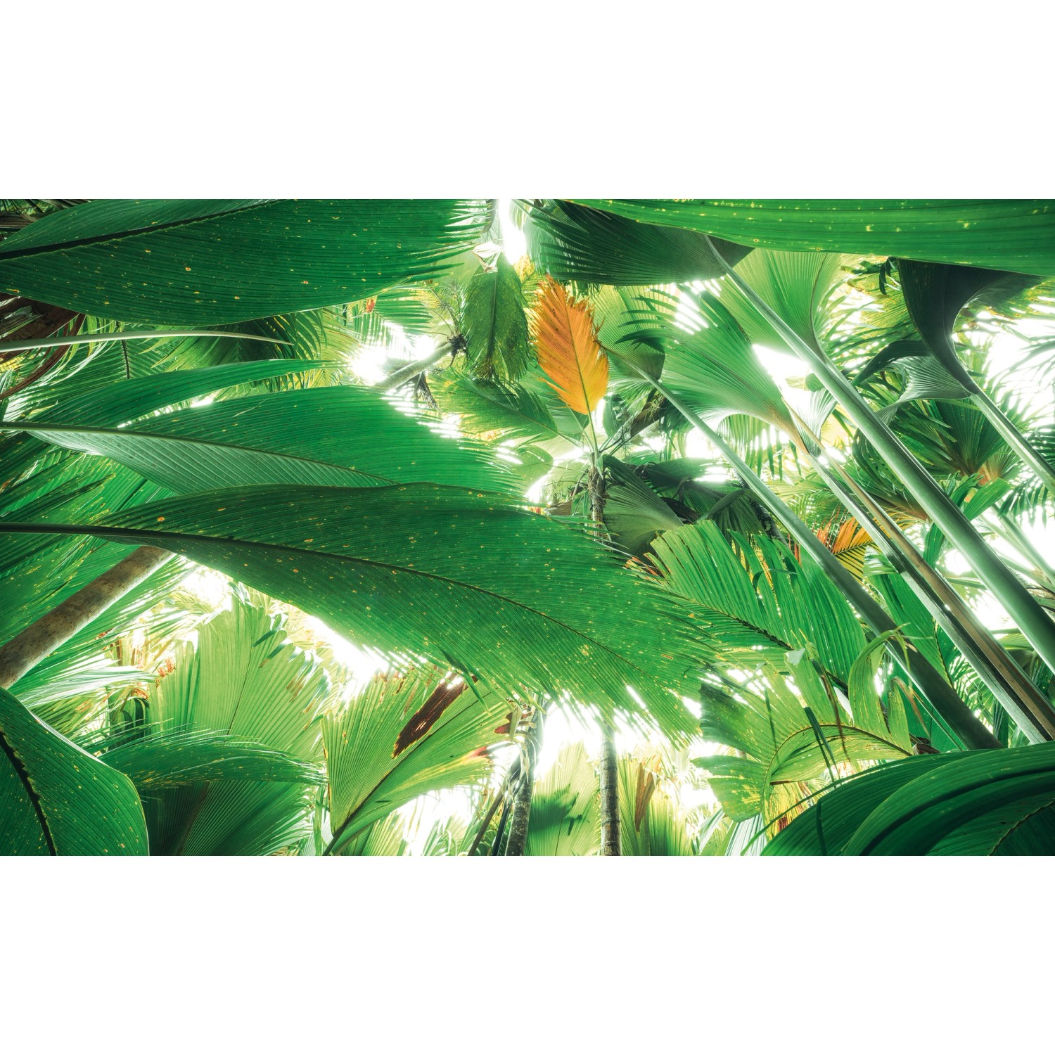 Komar Vliesová fototapeta Dschungeldach II 450 x 280 cm