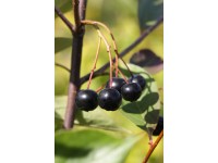 Aronie třešňolistá (aronia prunifolia) Aron