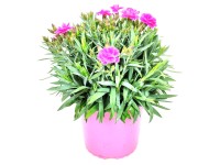 GROW by OBI Hvozdík hybridní (Dianthus hybride) 'Sunnade Pink