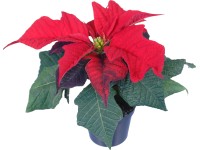 Mini vánoční hvězda červená průměr květináče cca 6 cm