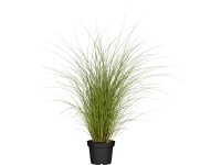 Grow by OBI Ozdobnice čínská (Miscanthus sinensis) 