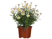 OBI Kopretina pařížská průměr květináče cca 12 cm Argyranthemum