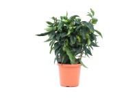 GROW by OBI Různé druhy citrusů pr. 19 cm
