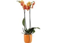 Orchidej motýlokvětá 