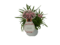 MONTANO Hvozdík (Dianthus) 