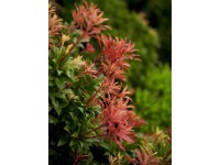 OBI Pieris japonský 