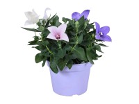 Platykodon velkokvětý (Platycodon grandiflorus) Trio, pr. kv. 15 cm